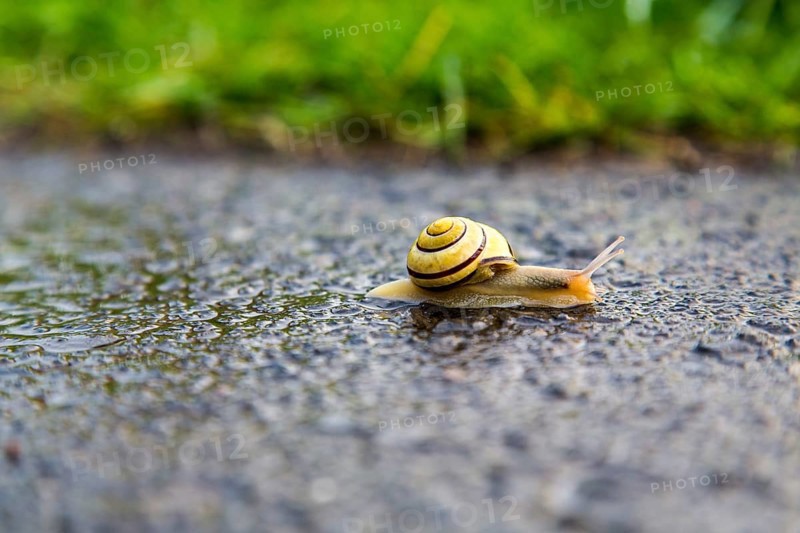 Grove snail (Cepaea nemoralis)