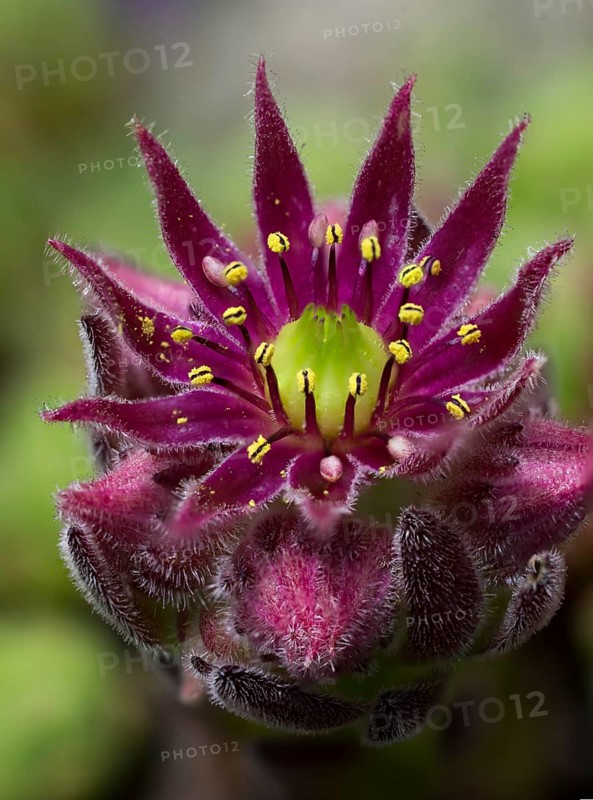 Cobweb Houseleek (Sempervivum arachnoideum)