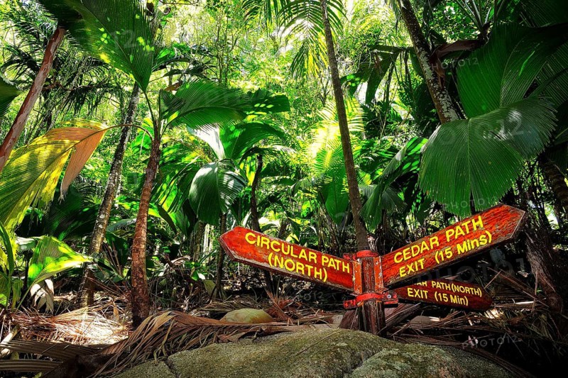 Tropical vegetation coco de mer