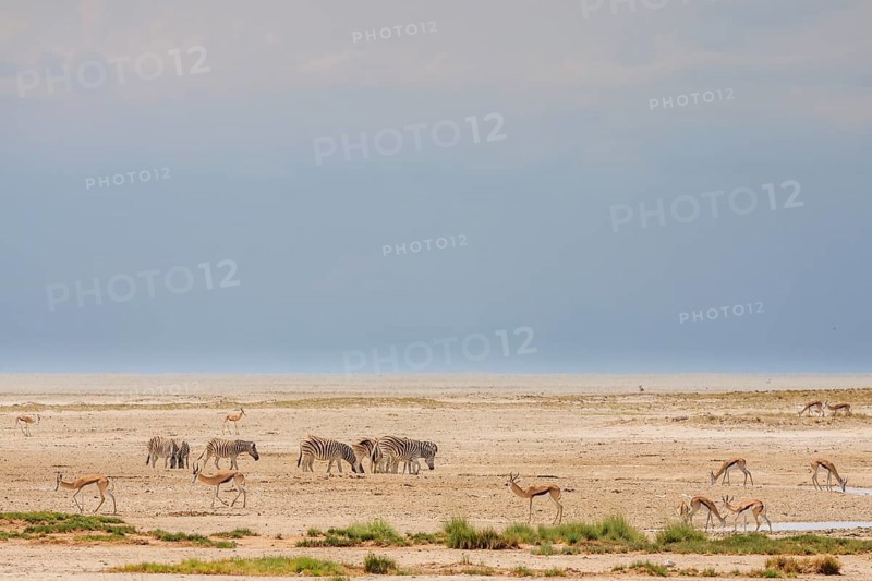 Wildlife by the water