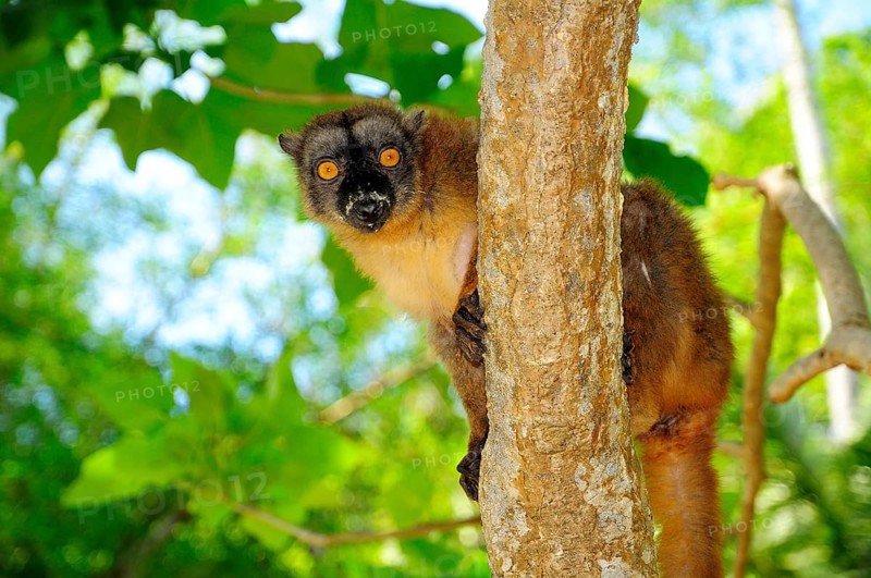 Common brown lemur (Eulemur fulvus mayottensis)