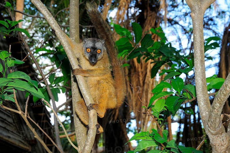 Common brown lemur (Eulemur fulvus mayottensis)