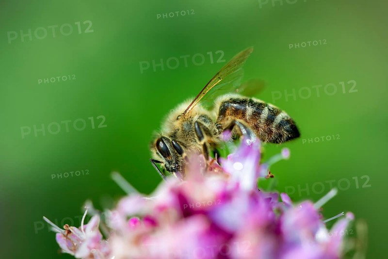 Honey bee (Apis mellifera) on a purple blossom
