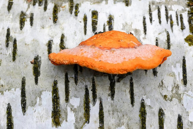 Cinnabar Polypore (Pycnoporus cinnabarinus)