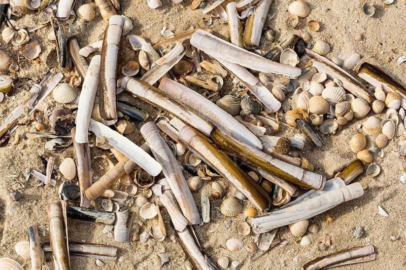 Common Razor Shells (Ensis ensis)
