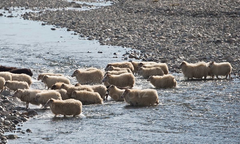 Flock of sheep crossing a river