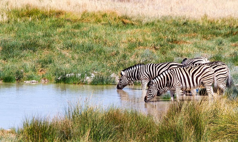 Burchell's zebras (Equus quagga burchelli) at the waterhole