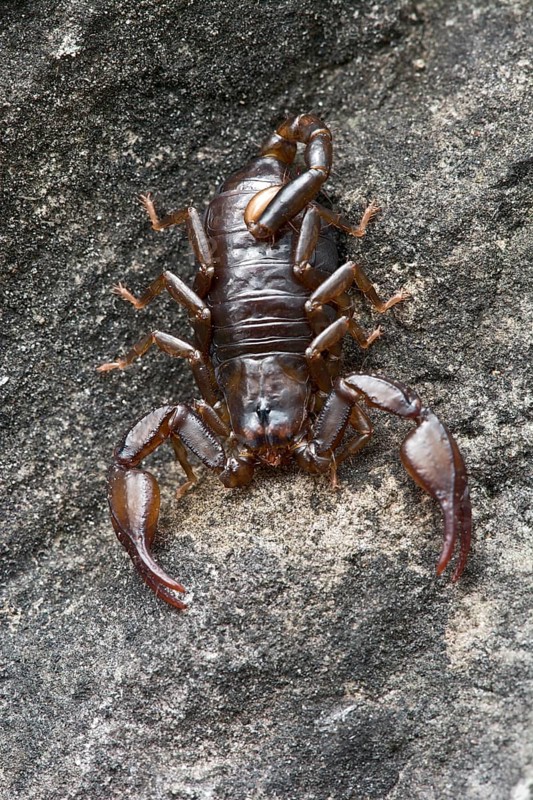 Small Wood Scorpion species (Euscorpius germanus)