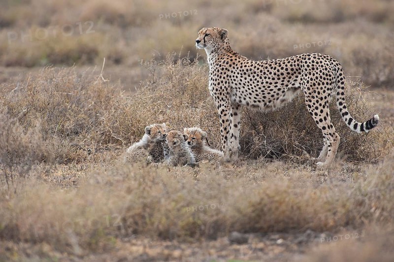Cheetahs (Acinonyx jubatus)