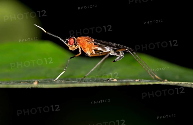 Tropical Stilt Fly (Micropezidae sp.)