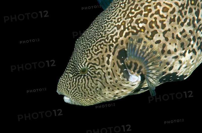 Map Pufferfish (Arothron mappa)