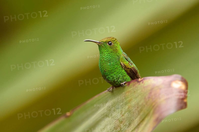 Coppery-headed Emerald (Elvira cupreiceps)
