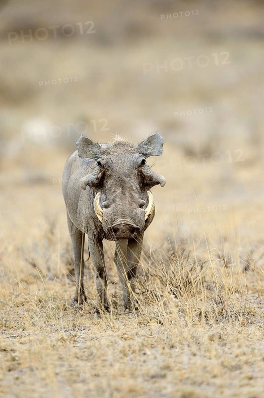 Desert Warthog (Phacochoerus aethiopicus)