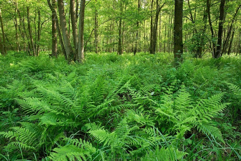 Lady Fern (Athyrium filix-femina) in an Alder carr Alter or Black Alder (Alnus glutinosa)