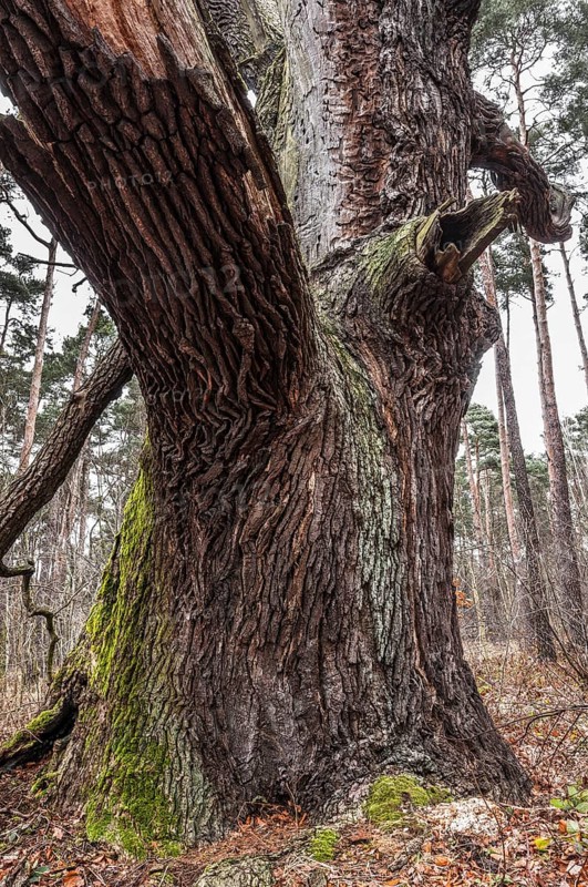 Old English oak (Quercus robur)