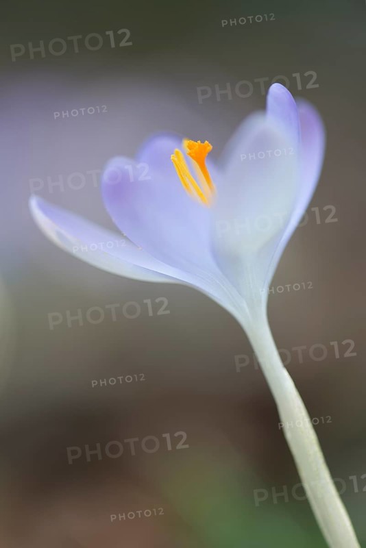 Woodland crocus (Crocus tommasinianus)