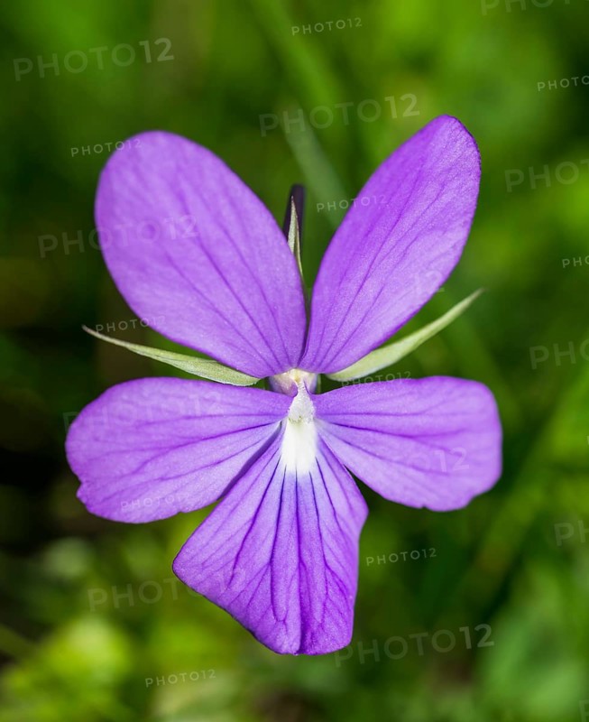 Horn Violet (Viola cornuta)