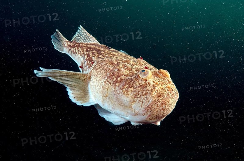 Atlantic Stargazer (Uranoscopus scaber)