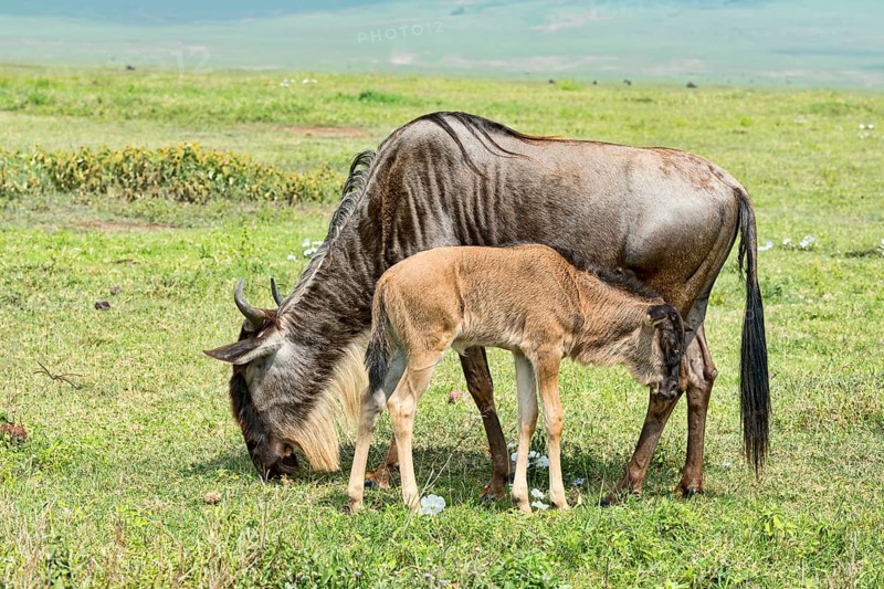 Blue Wildebeest (Connochaetes taurinus)