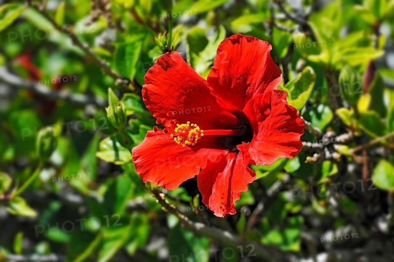 Red Hibiscus flower (Hibiscus)