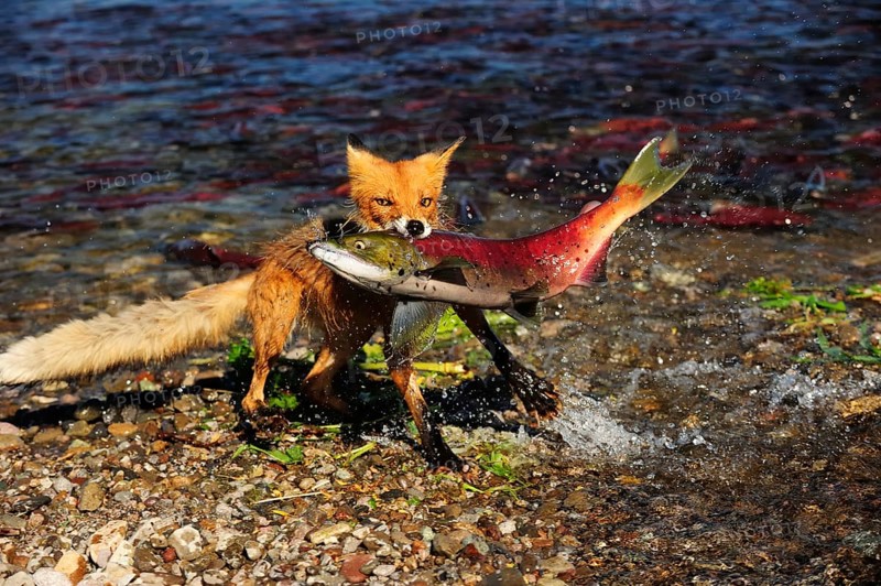 Red Fox (Vulpes vulpes) with a caught salmon