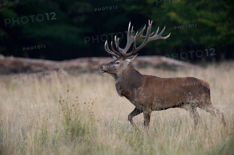 Red Deer (Cervus elaphus)