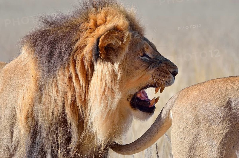 Lion (Panthera leo)