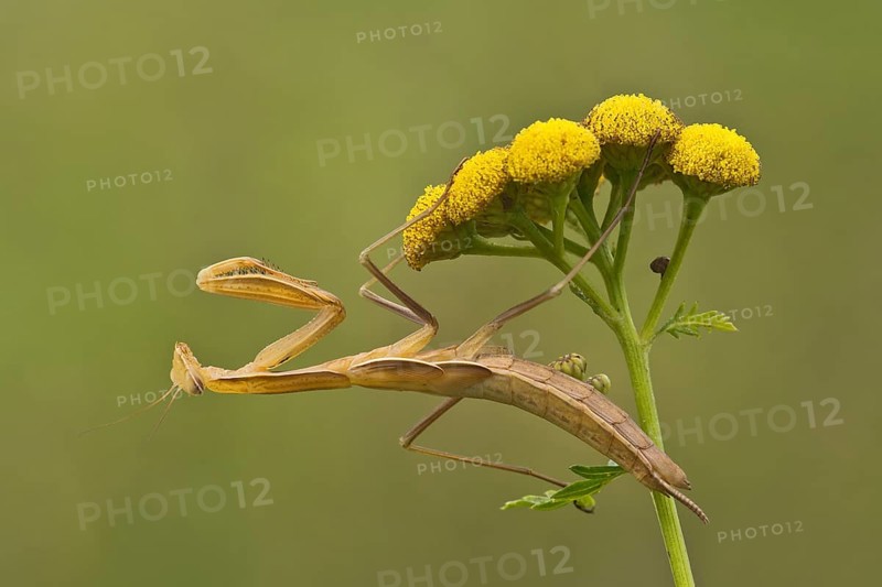 Praying mantis (Mantis religiosa)