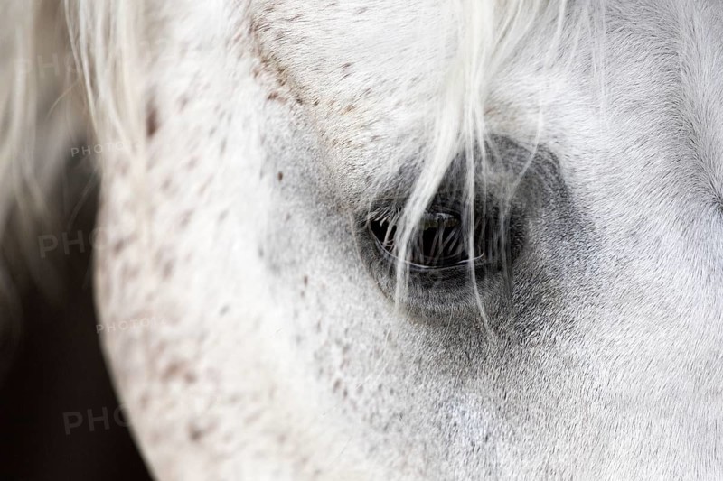Arab horse