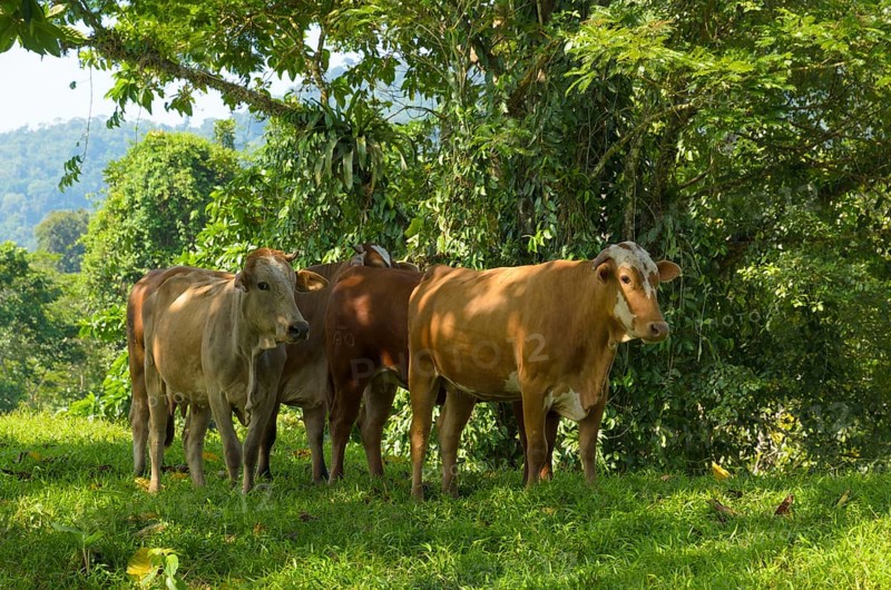 Cattle sheltering in the shade from the midday sun