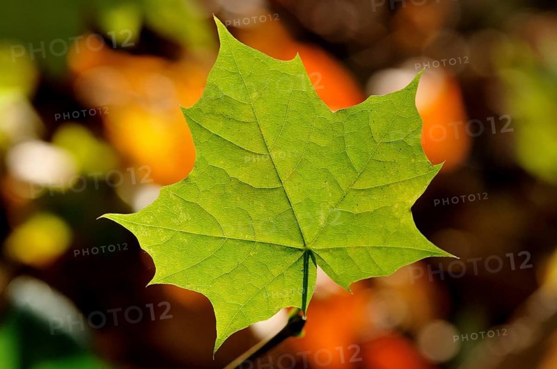 Norway maple (Acer platanoides)