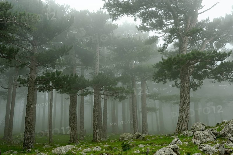 Trees in the fog on the Col del Bavella