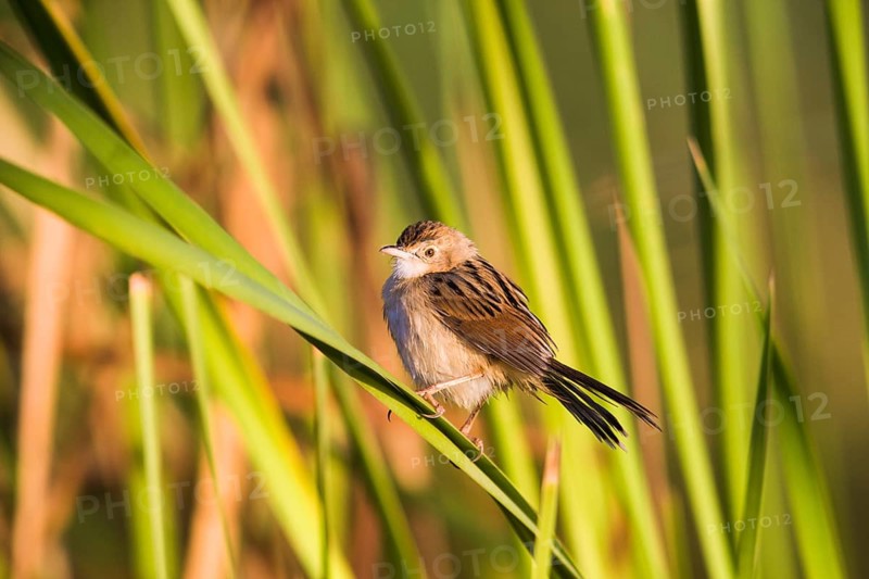 Winding Cisticola (Cisticola galactotes) perched on grass