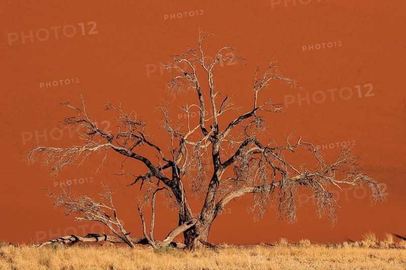 Dead Camel thorn tree (Vachellia erioloba) in front of Dune 45