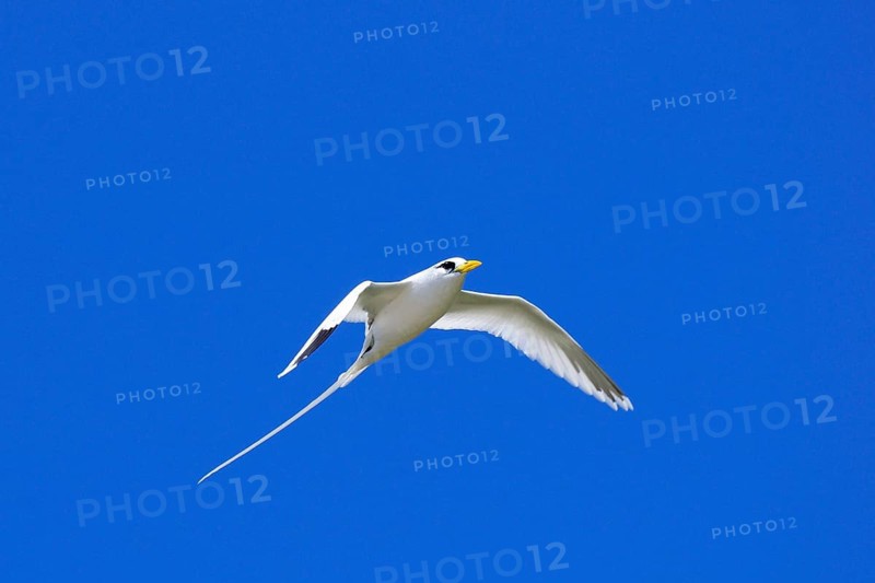 White-tailed tropicbird (Phaethon lepturus)
