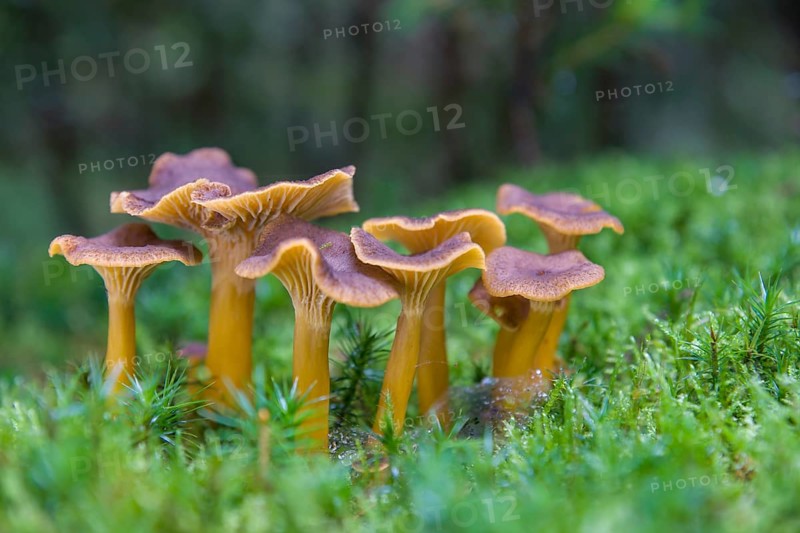 Yellowfoot fungus (Craterellus tubaeformis)