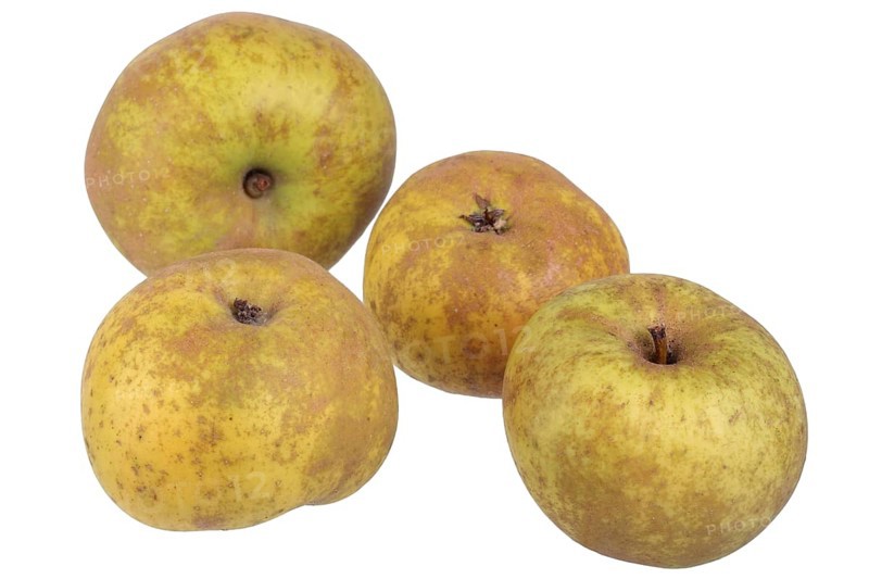 Apple variety Canada Reinette