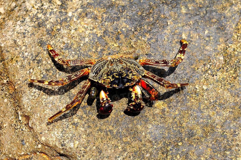 Spider crab (Neosarmatium meinerti) on a rock