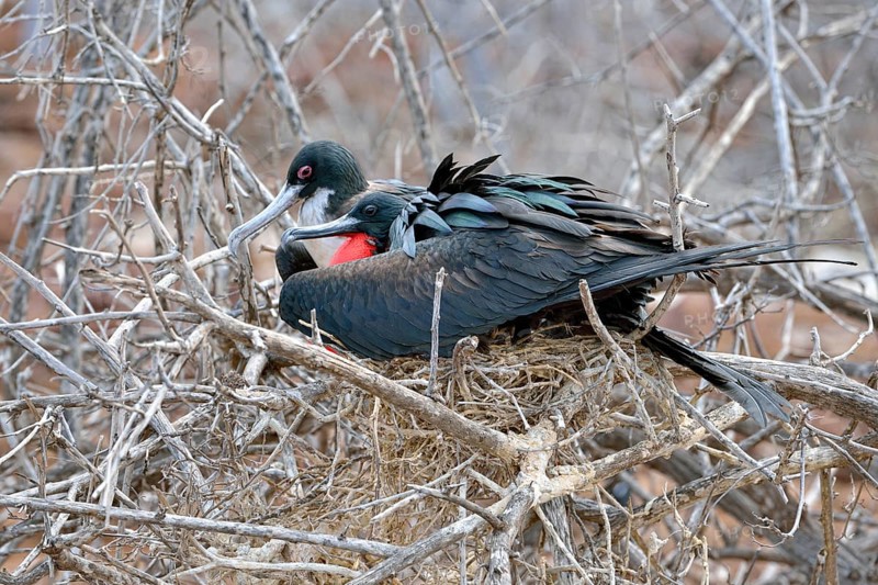 Great frigatebirds (Fregata minor)