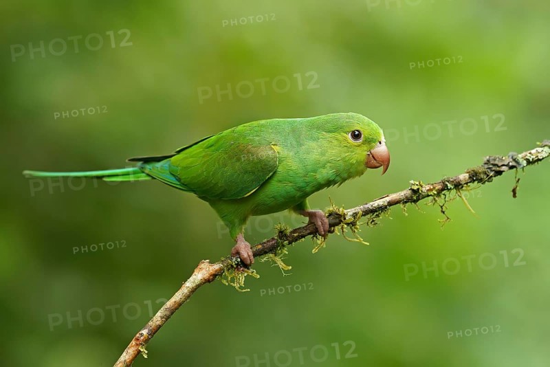 Yellow-chevroned parakeet (Brotogeris chiriri) on branch