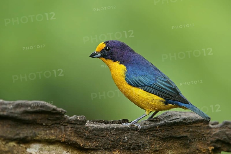 Euphonia violacea (Euphonia violacea)