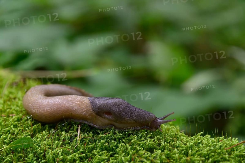 Ash black slug (Limax cinereoniger)