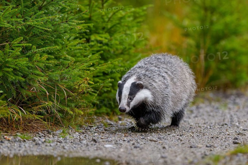 European badger (Meles meles)