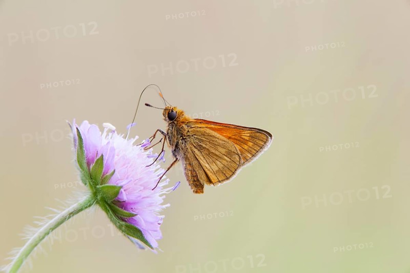 Large Skipper Butterfly (Ochlodes venatus)