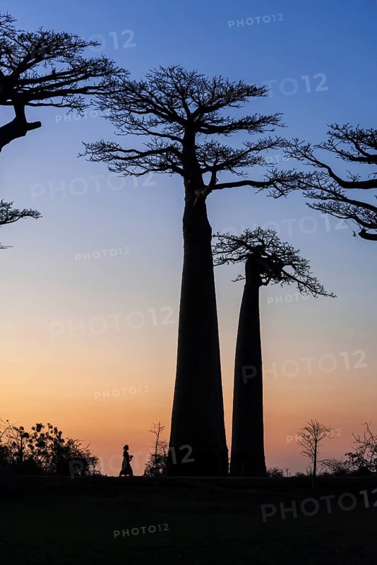Woman walking on the Avenue of the Baobabs