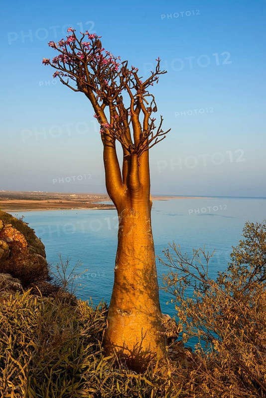 Bottle Tree (Adenium obesum) in bloom