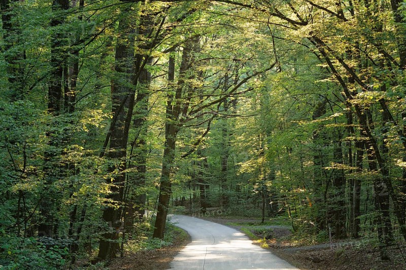 Forest path at Csaterberg hill