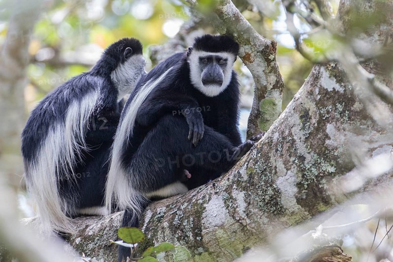Mantled Guerezas (Colobus guereza)
