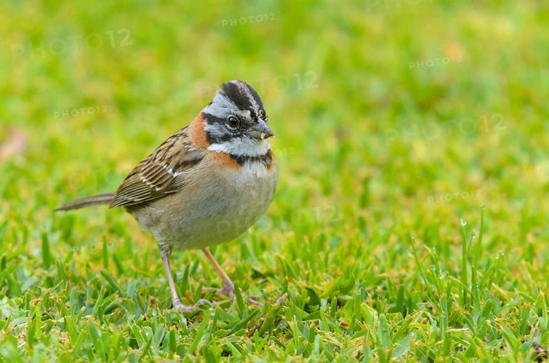 Rufous-collared Sparrow (Zonotrichia capensis)