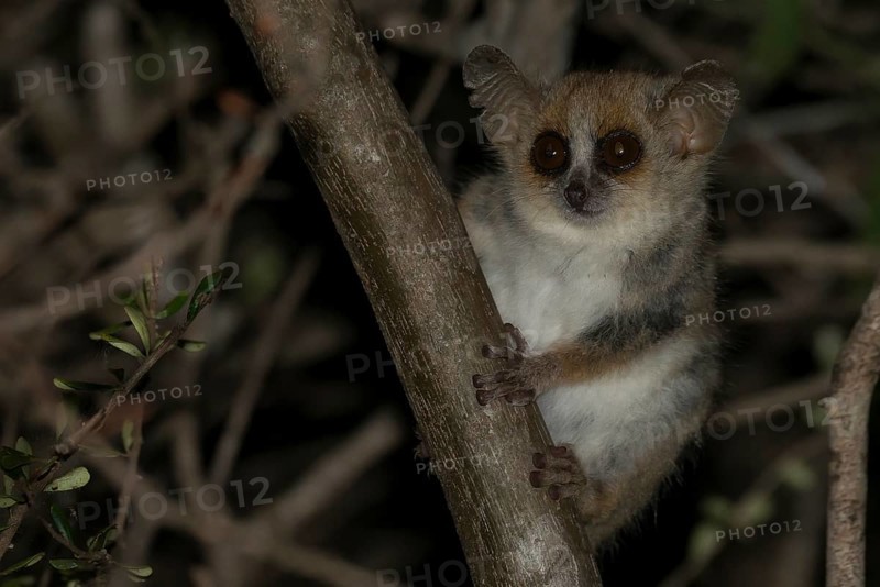 Gray mouse lemur (Microcebus murinus)